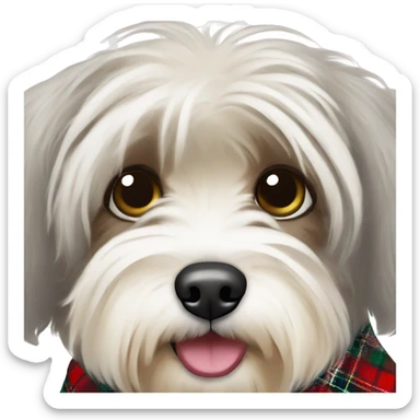 Havanese dog wearing tartan collar  sticker