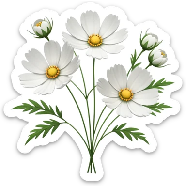 loose bunch of white cosmos flowers, realistic texture sticker
