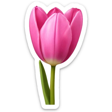 Pink tulipan sticker