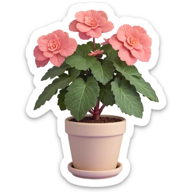 Begonia Rex foliage plant with only greenish-purple spiral patterned leaves in a beige pot, no flowers sticker