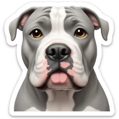 gray American bully with white muzzle and cropped ears sticker