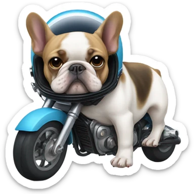 French bulldog with a motorcycle helmet sticker