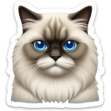 Himalayan cat with blue eyes sticker