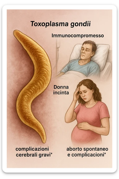 Toxoplasma gondii, infetta uomo immunodepresso e donne incinta. Causando gravi problemi tutto scritto in italiano immagine realistica sticker