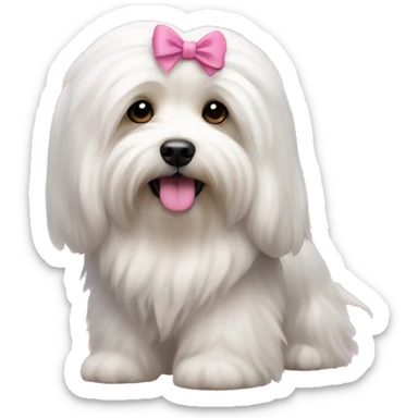 Long haired Coton de Tulear dog with pink bow sticker