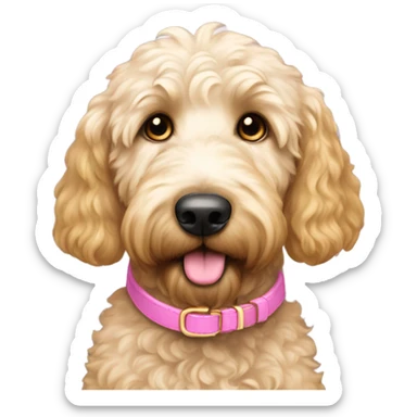 gold and white golden doodle that is medium sized with gold eyes and a pink nose wearing a pink collar sticker