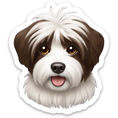 A chocolate and white coloured havanese  sticker