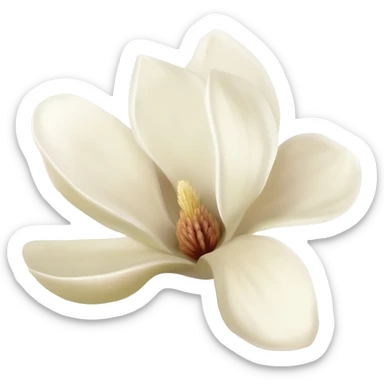 magnolia-flower-with-soft-white-and-light-beige-petals-on-a-plain sticker