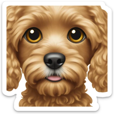 Cavapoo with black eyes sticker