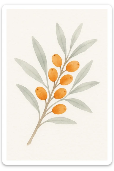 sea buckthorn branch with orange berries, watercolor style, delicate brush strokes, vibrant orange berries sticker