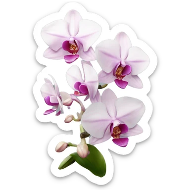 pink and white orchid  sticker