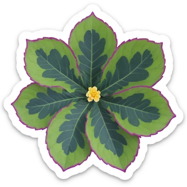 Close-up of Begonia Rex leaf center showing pronounced spiral pattern, dark green leaf with purple edges and white spots sticker