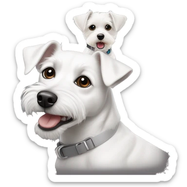 white and gray mixed breed Jack Russel with bichon frise sticker