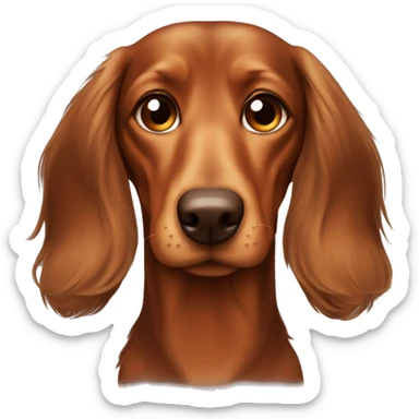 Very very sad Long-haired brown-reddish dachshund with brown nose sticker