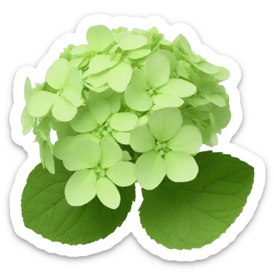 Hydrangea Celeste flower sticker