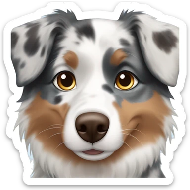 Blue merle australian shepherd blue&brown eyes sticker