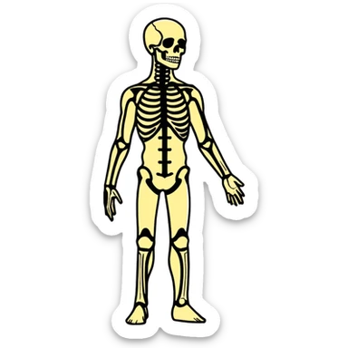 Full human body, anatomical figure, standing pose sticker