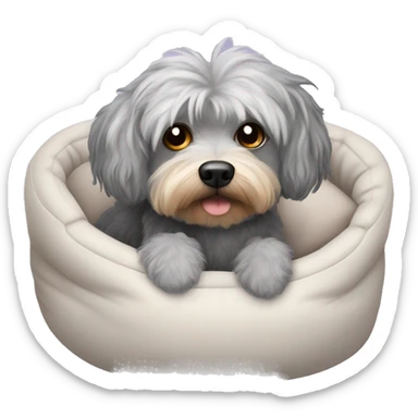 Gray hair with some dark hair Morkiepoo laying in plush dog bed sticker