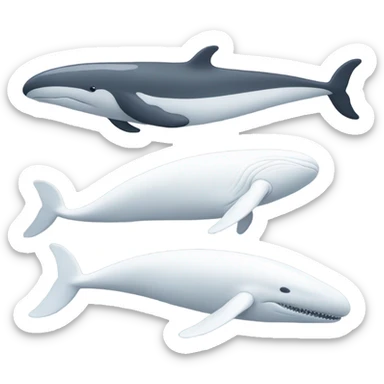 white whale , underside sticker