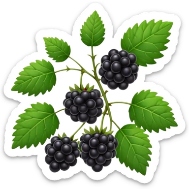 blackberry plant sticker