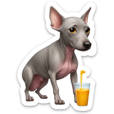 American Hairless Terrier drinking juice From a tube sticker