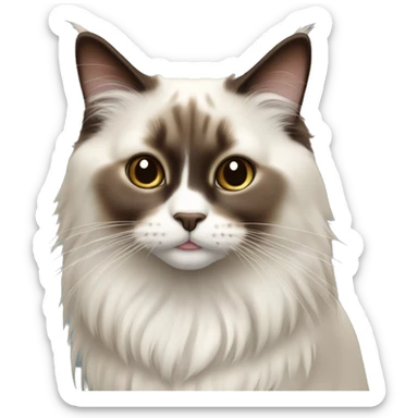Ragdoll cat - dark brown face, white nose, tail is dark brown and the body is off white  sticker