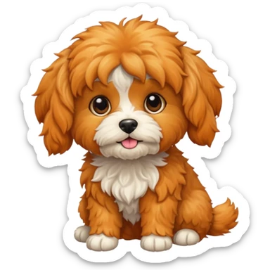 Cavapoo  apricot no white at all all orange  sticker