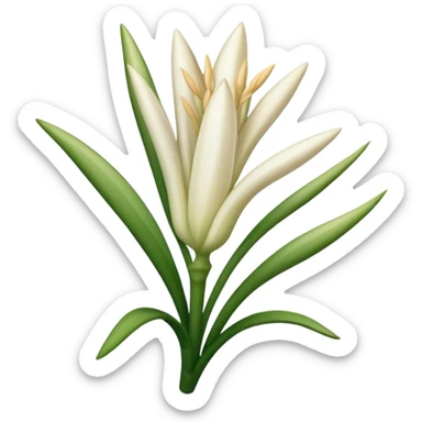 Tuberose beautiful finish sticker