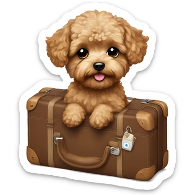 Brown Maltipoo with suitcase sticker