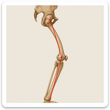 Hyperrealistic anatomical illustration 4K, rear view, 1:1 proportion, valgus knee seen from the side, pelvis bones, femur, tibia, and fibula clearly highlighted, red mechanical axis line, realistic details, medical style, neutral background. sticker
