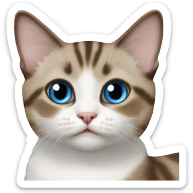 brown white tabby blue-eyed munchkin cat sticker