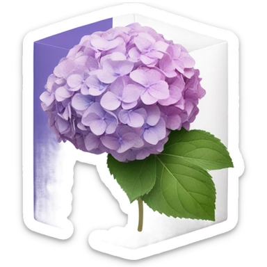 faded hydrangea from pink to purple inside white box  sticker