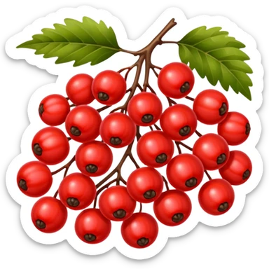 rowan/mountain ash berries, simple sticker