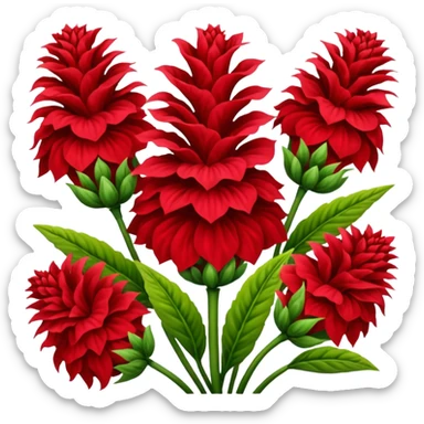 celosia plant flower sticker