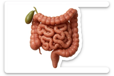 CISTIFELLEA E INTESTINO SONO COLLEGATI NEL DOLORE, SENZA SCRITTE E L'INTESTINO FALLO PERFETTO E REALISTICO, NON DISEGNATO iperrealistico 4k sticker