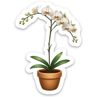 Single white orchid in a pot sticker