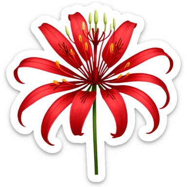 red spider lily lycoris radiata flower sticker