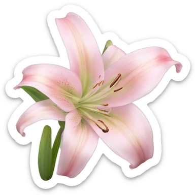 light pink lilium sticker
