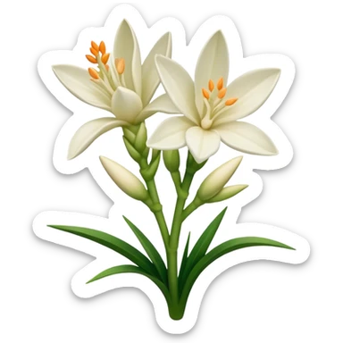 Tuberose sticker