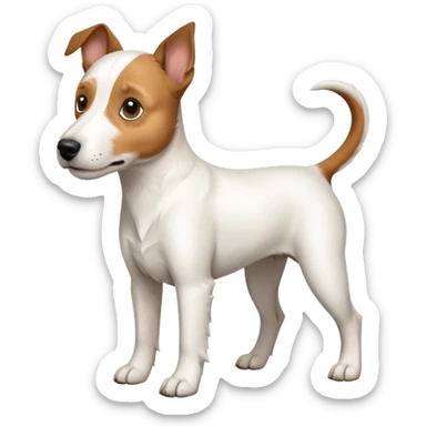 a full body large white parson russell terrier looking dog the size of a kelpie with light brown long ears and a light brown patch on one eye and a large snout sticker