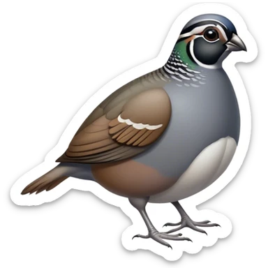 California Quail sticker
