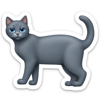 Gato  gris oscuro azul ruso sin manchas sticker