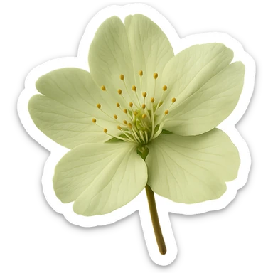 show  one green cherry blossom, remove background sticker