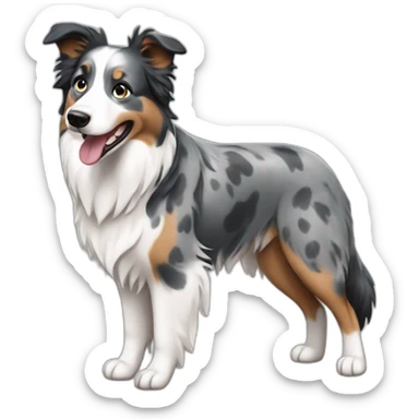 Blue merle border collie sticker