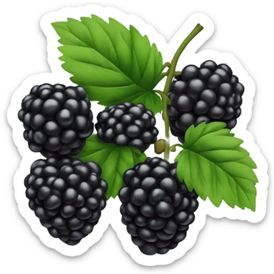 Blackberry  sticker