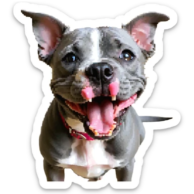 round circle puppy head full grey bleu staffy, big open mouth, big tongue out, stupid expression sticker