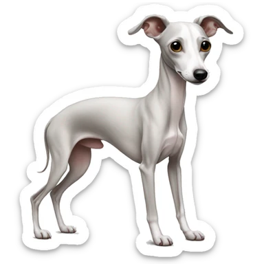 White Italian greyhound sticker