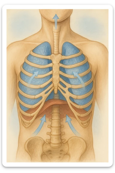 A realistic, high-quality anatomical illustration showing a human torso with visible rib cage and diaphragm. The ribs are shown in a decompressed, expanded state, allowing full lung expansion, while the diaphragm is depicted as relaxed and lowered, indicating deep, efficient breathing. Soft blue and warm tones highlight airflow and lung capacity, with light arrows illustrating the air movement during diaphragmatic breathing. The image conveys a sense of calm, openness, and optimal breathing mechanics, useful for physiotherapy, breathing education, and osteopathic learning contexts realistica sticker