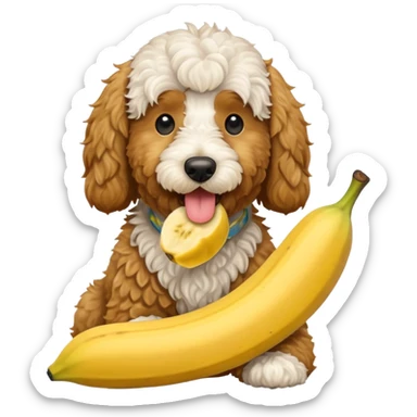 Golden doodle eating a banana  sticker