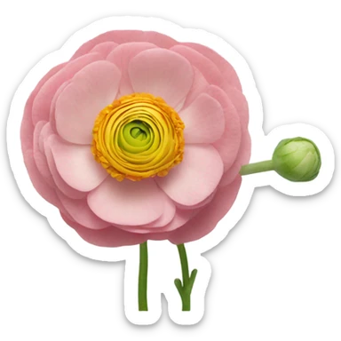 Ranunculus flower sticker